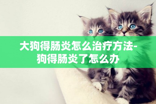 大狗得腸炎怎么治療方法-狗得腸炎了怎么辦