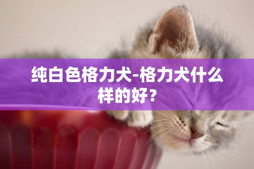 純白色格力犬-格力犬什么樣的好？