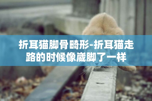 折耳貓腳骨畸形-折耳貓走路的時候像崴腳了一樣