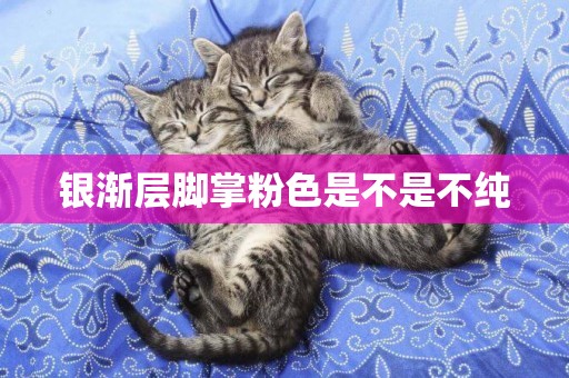 銀漸層腳掌粉色是不是不純