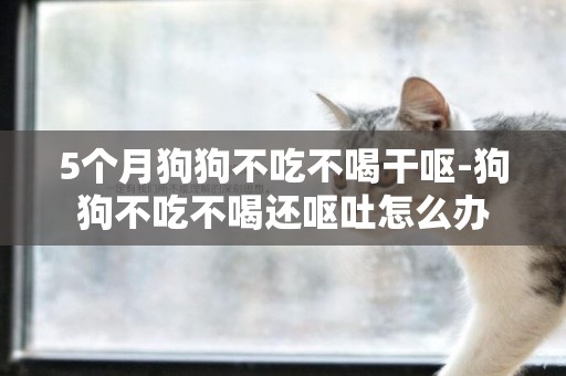 5個月狗狗不吃不喝干嘔-狗狗不吃不喝還嘔吐怎么辦