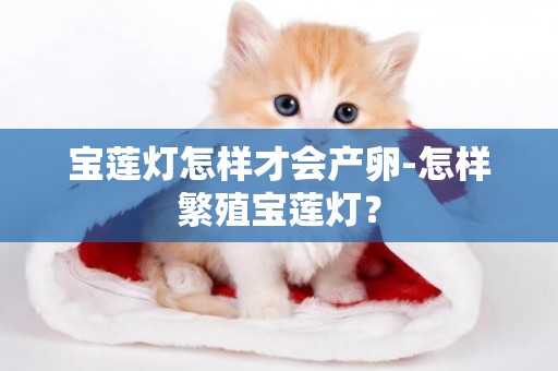 寶蓮燈怎樣才會產卵-怎樣繁殖寶蓮燈？