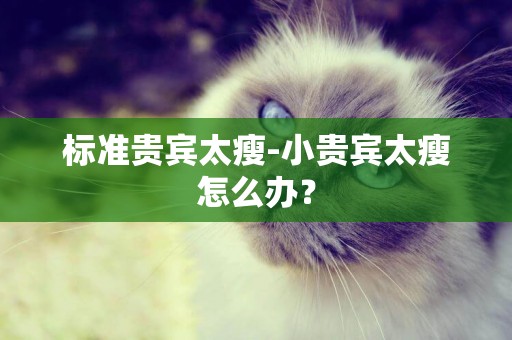 標準貴賓太瘦-小貴賓太瘦怎么辦？