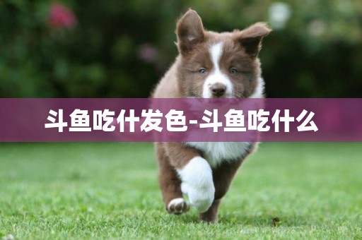 斗魚吃什發色-斗魚吃什么