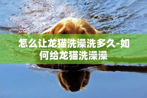 怎么讓龍貓洗澡洗多久-如何給龍貓洗澡澡
