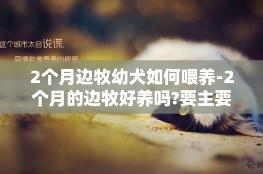 2個月邊牧幼犬如何喂養-2個月的邊牧好養嗎?要主要些什么