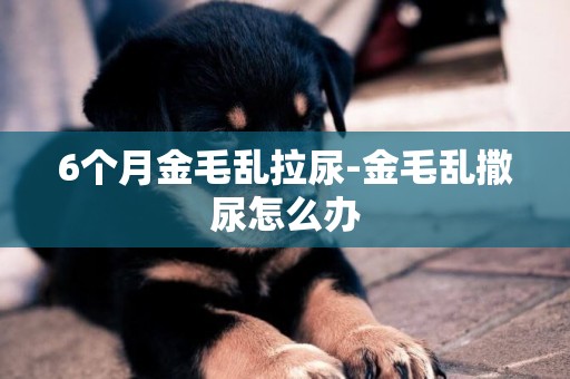 6個月金毛亂拉尿-金毛亂撒尿怎么辦