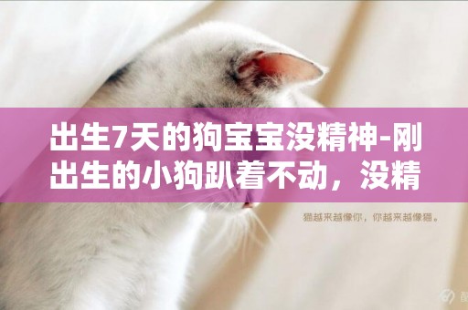 出生7天的狗寶寶沒精神-剛出生的小狗趴著不動，沒精神怎么回事？