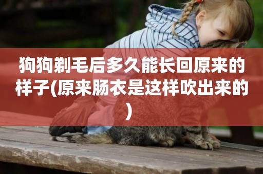 狗狗剃毛后多久能長回原來的樣子(原來腸衣是這樣吹出來的) 