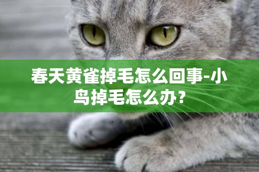 春天黃雀掉毛怎么回事-小鳥掉毛怎么辦？