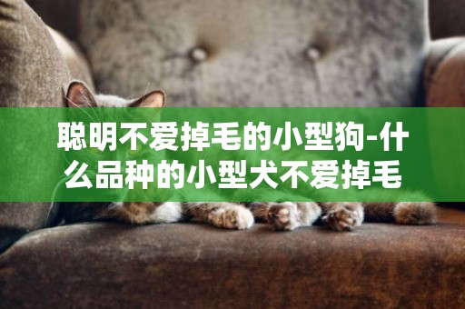 聰明不愛掉毛的小型狗-什么品種的小型犬不愛掉毛