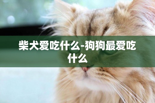 柴犬愛吃什么-狗狗最愛吃什么