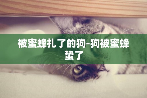 被蜜蜂扎了的狗-狗被蜜蜂蟄了
