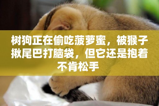 樹狗正在偷吃菠蘿蜜，被猴子揪尾巴打腦袋，但它還是抱著不肯松手 