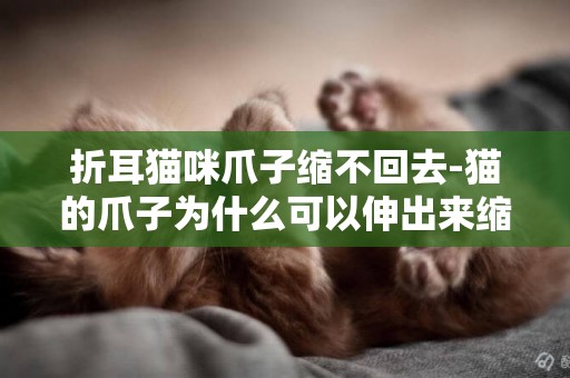 折耳貓咪爪子縮不回去-貓的爪子為什么可以伸出來縮回去？