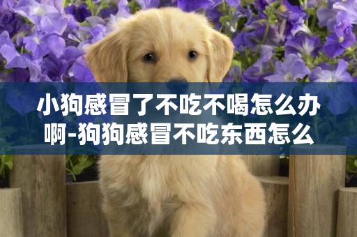 小狗感冒了不吃不喝怎么辦啊-狗狗感冒不吃東西怎么辦