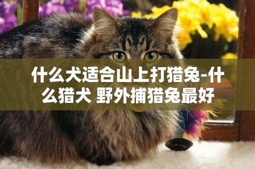 什么犬適合山上打獵兔-什么獵犬 野外捕獵兔最好