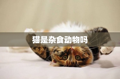貓是雜食動物嗎