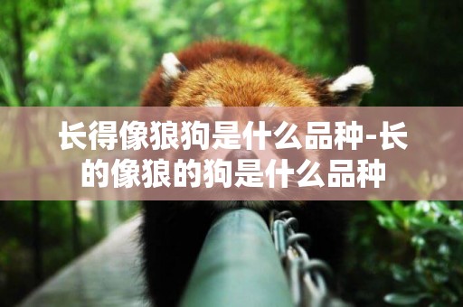 長得像狼狗是什么品種-長的像狼的狗是什么品種