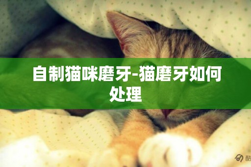 自制貓咪磨牙-貓磨牙如何處理