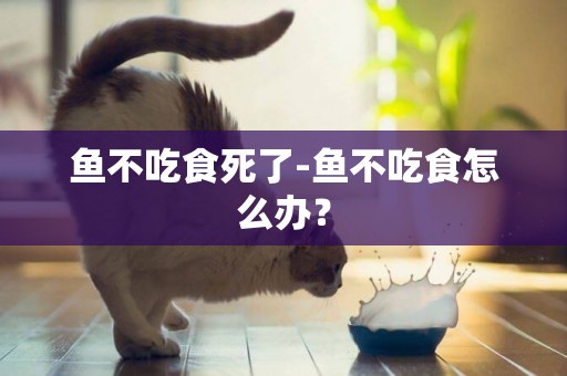 魚不吃食死了-魚不吃食怎么辦？