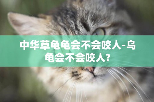 中華草龜龜會不會咬人-烏龜會不會咬人?
