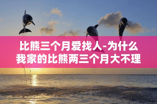 比熊三個月愛找人-為什么我家的比熊兩三個月大不理人更不粘人