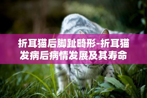 折耳貓后腳趾畸形-折耳貓發病后病情發展及其壽命