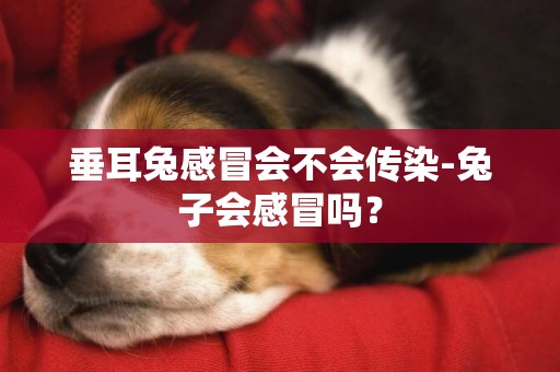 垂耳兔感冒會不會傳染-兔子會感冒嗎？