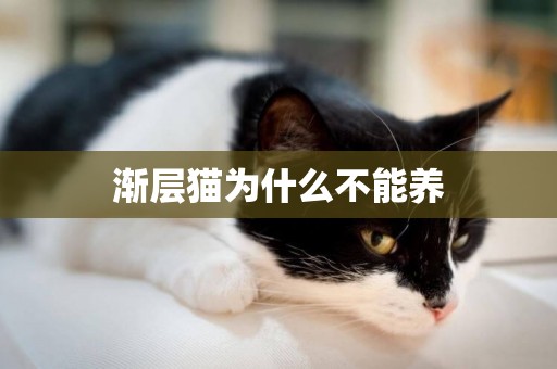 漸層貓為什么不能養