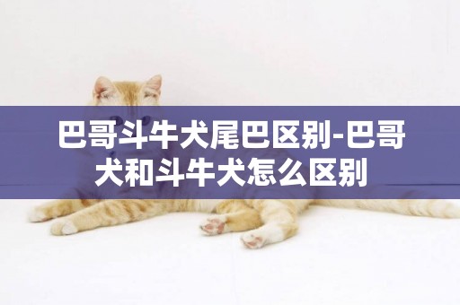巴哥斗牛犬尾巴區別-巴哥犬和斗牛犬怎么區別