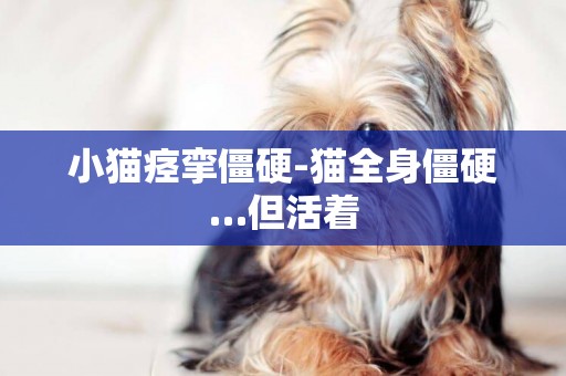 小貓痙攣僵硬-貓全身僵硬…但活著
