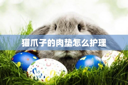 貓爪子的肉墊怎么護理