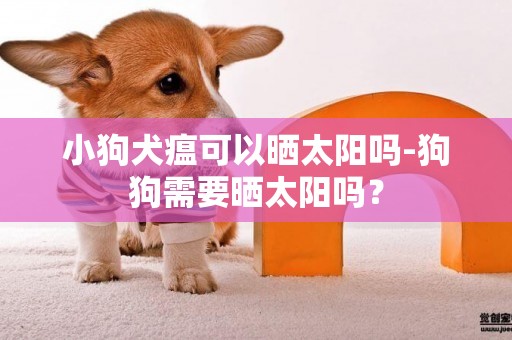 小狗犬瘟可以曬太陽嗎-狗狗需要曬太陽嗎？