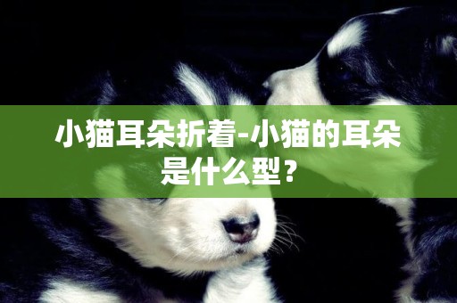小貓耳朵折著-小貓的耳朵是什么型？