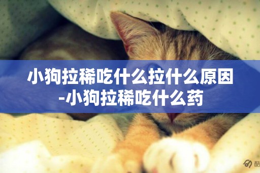 小狗拉稀吃什么拉什么原因-小狗拉稀吃什么藥