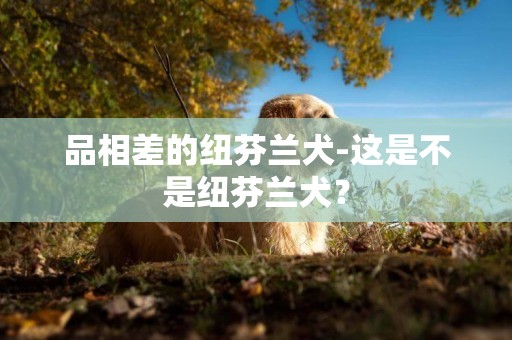 品相差的紐芬蘭犬-這是不是紐芬蘭犬？