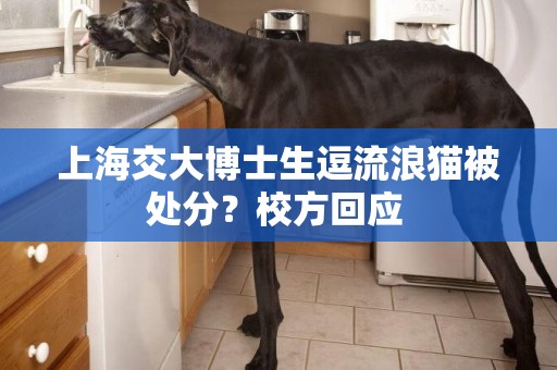上海交大博士生逗流浪貓被處分？校方回應 