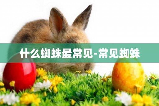 什么蜘蛛最常見-常見蜘蛛