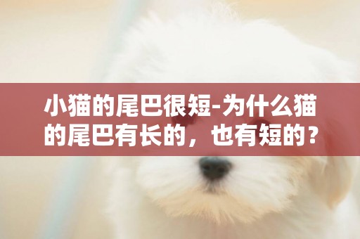 小貓的尾巴很短-為什么貓的尾巴有長的，也有短的？
