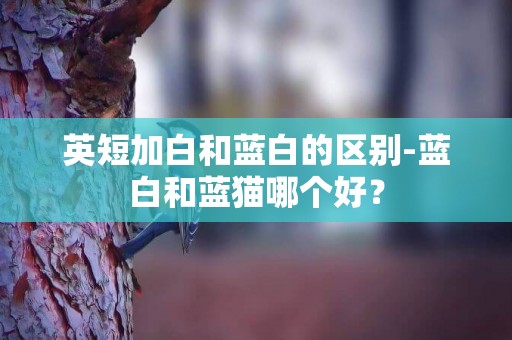 英短加白和藍白的區別-藍白和藍貓哪個好？