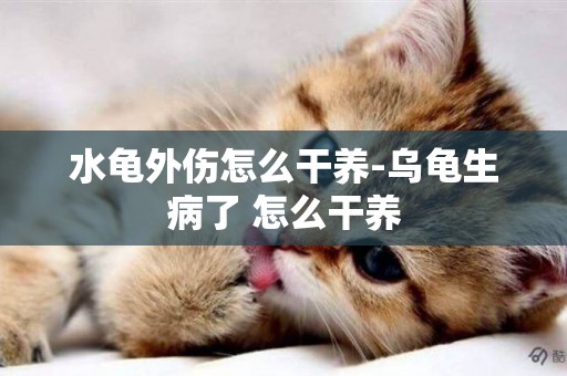 水龜外傷怎么干養-烏龜生病了 怎么干養