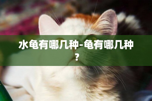 水龜有哪幾種-龜有哪幾種？