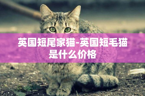 英國短尾家貓-英國短毛貓是什么價格