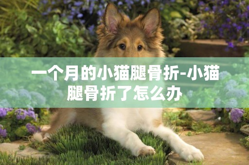 一個月的小貓腿骨折-小貓腿骨折了怎么辦
