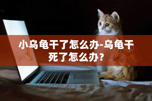 小烏龜干了怎么辦-烏龜干死了怎么辦？