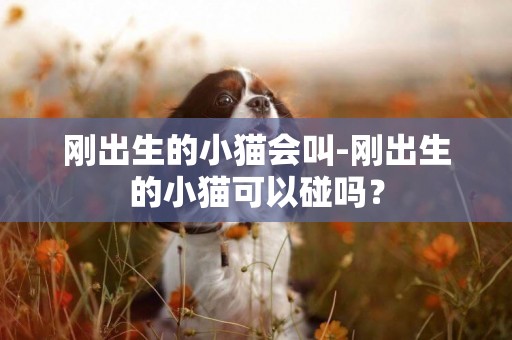 剛出生的小貓會叫-剛出生的小貓可以碰嗎？