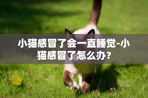 小貓感冒了會一直睡覺-小貓感冒了怎么辦？