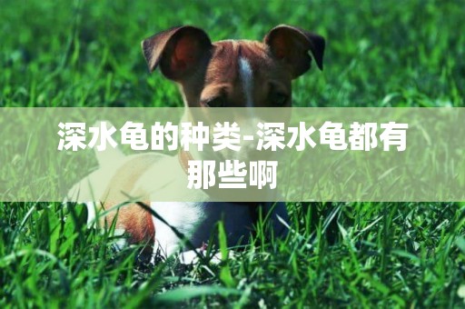 深水龜的種類-深水龜都有那些啊