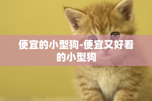 便宜的小型狗-便宜又好看的小型狗